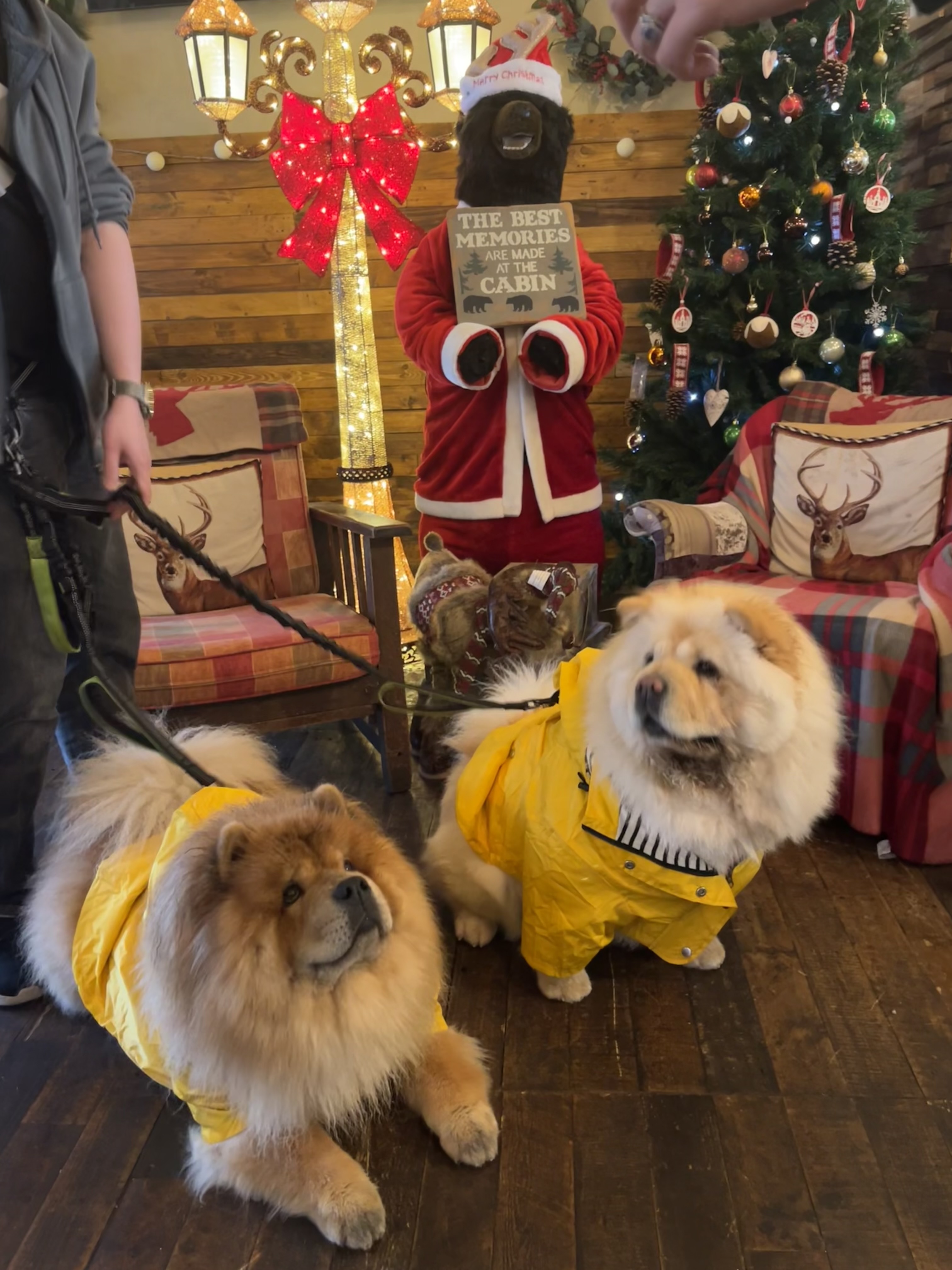 2 dogs in a cafe with Christmas decorations behind